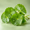 Centella Asiatica