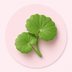 Centella Asiatica